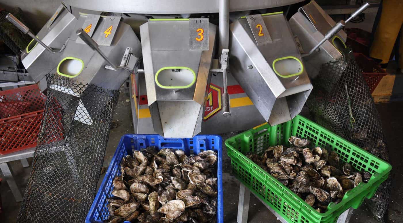 Écailles de coquilles d'huîtres origine Bretagne 5kg - Cot Cot House